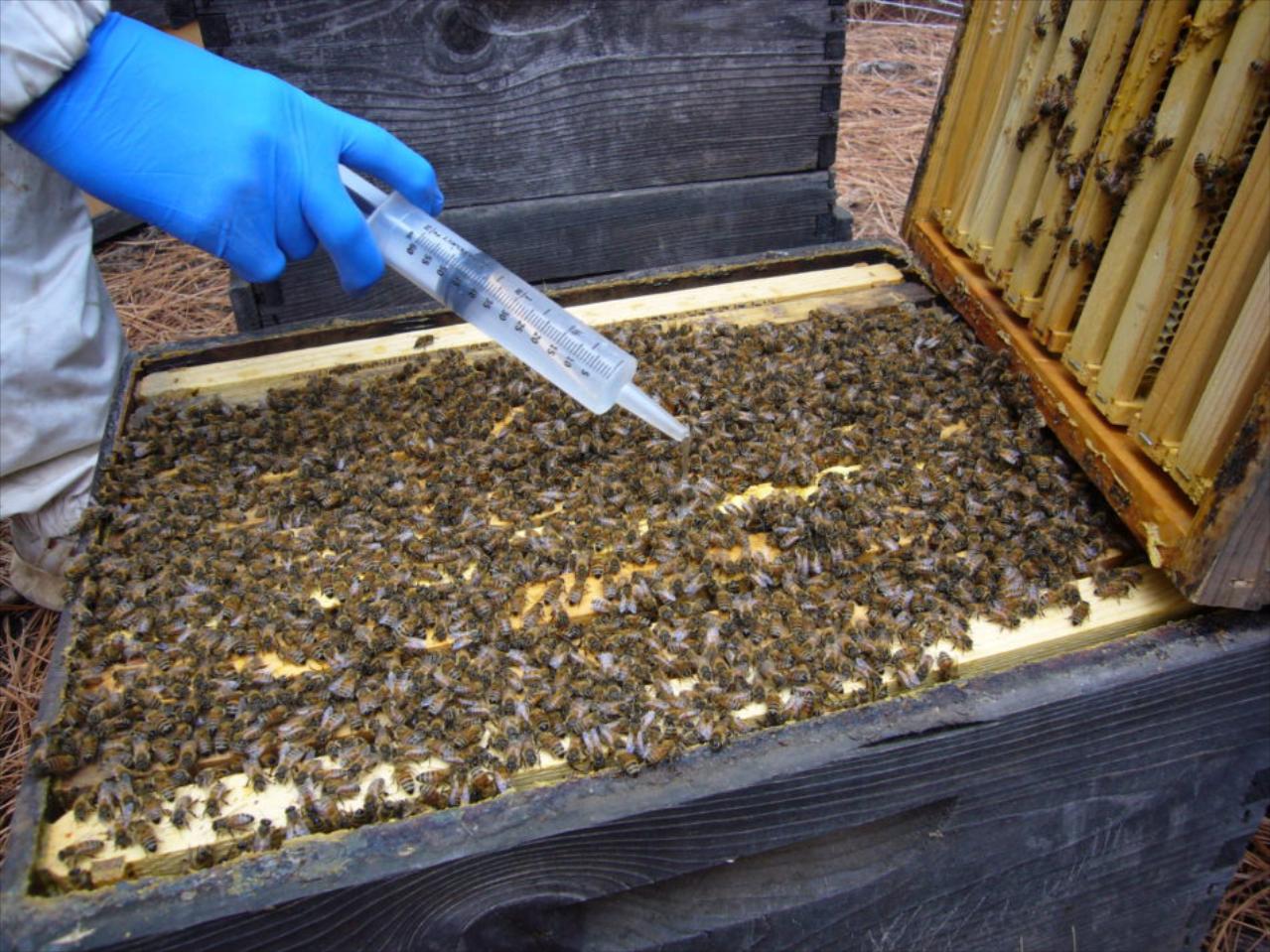 Organic Varroa treatment