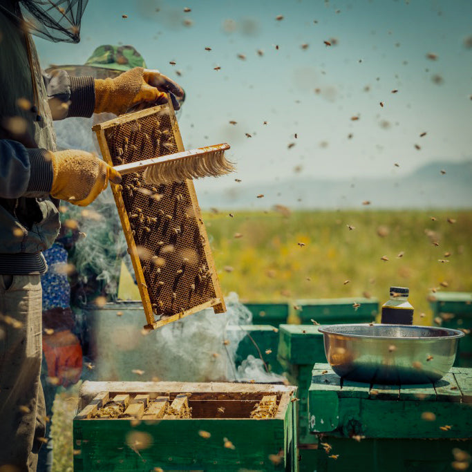 APIBUZZ beekeeping supplies - varroa mite treatment