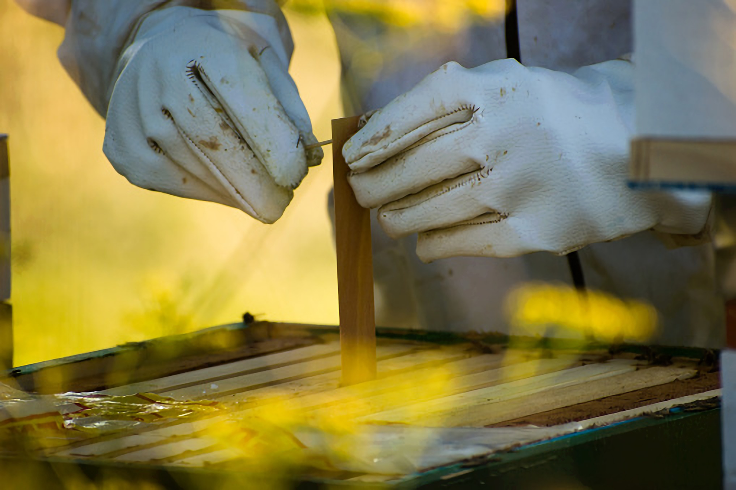 Varroa mite strips