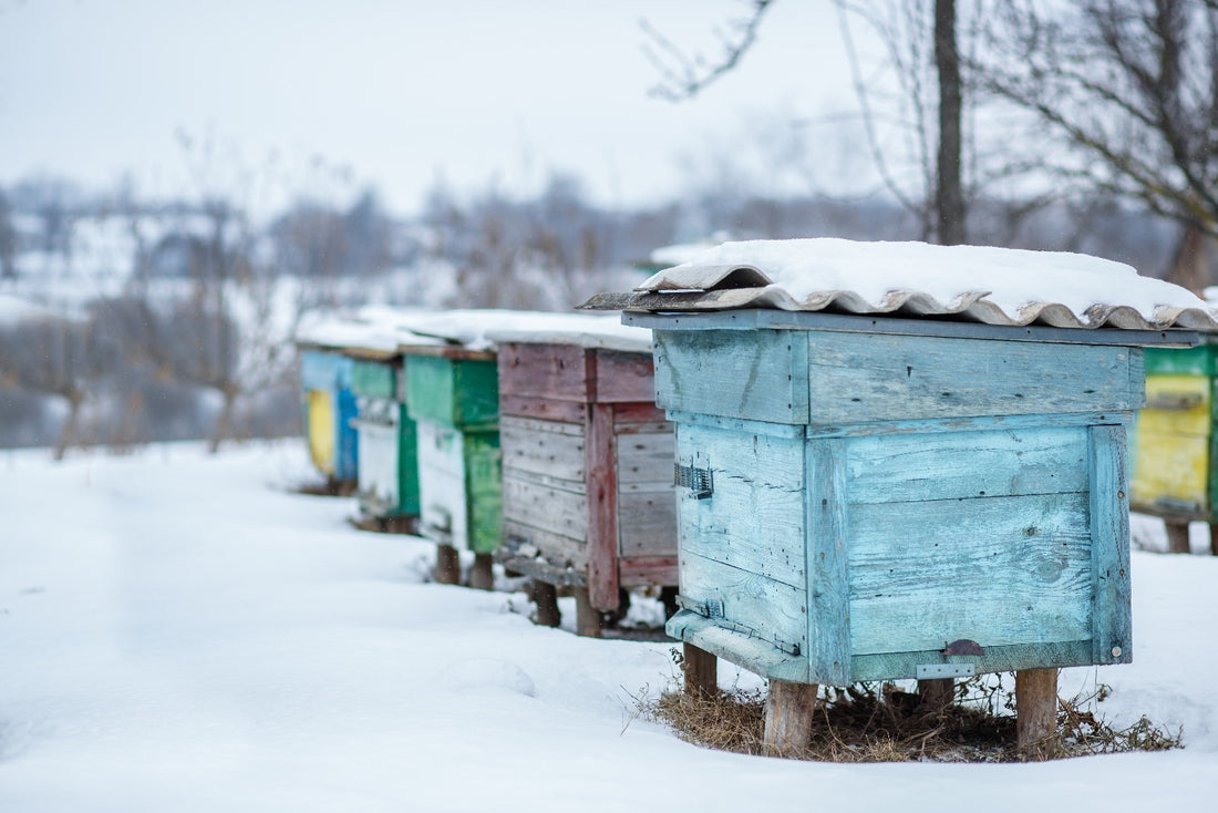 Winter Oxalic Acid Treatment for Bees