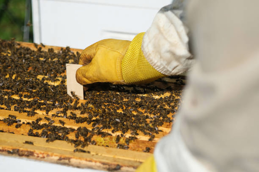 A beekeeper wearing gloves places a bee mite strip in the center of the brood frames