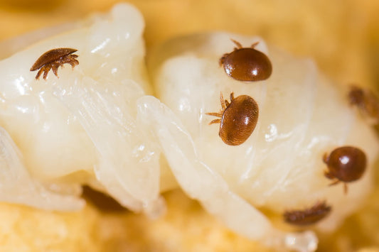 Varroosis disease of honey bees