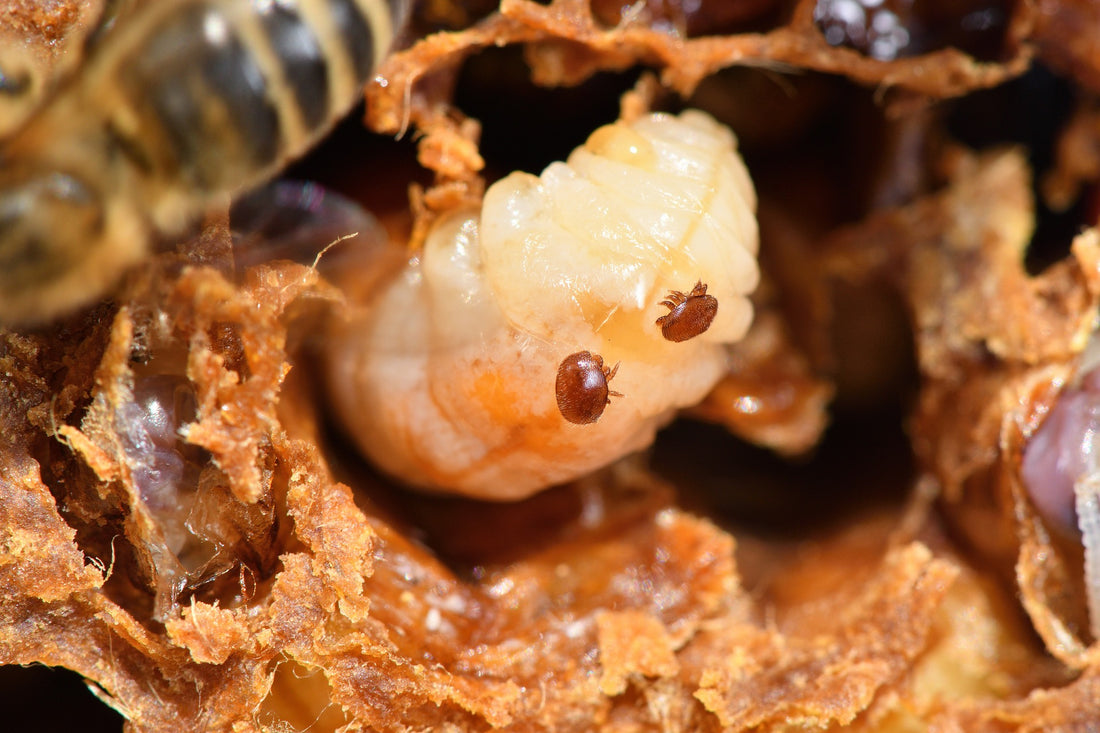 When to treat for Varroa mites