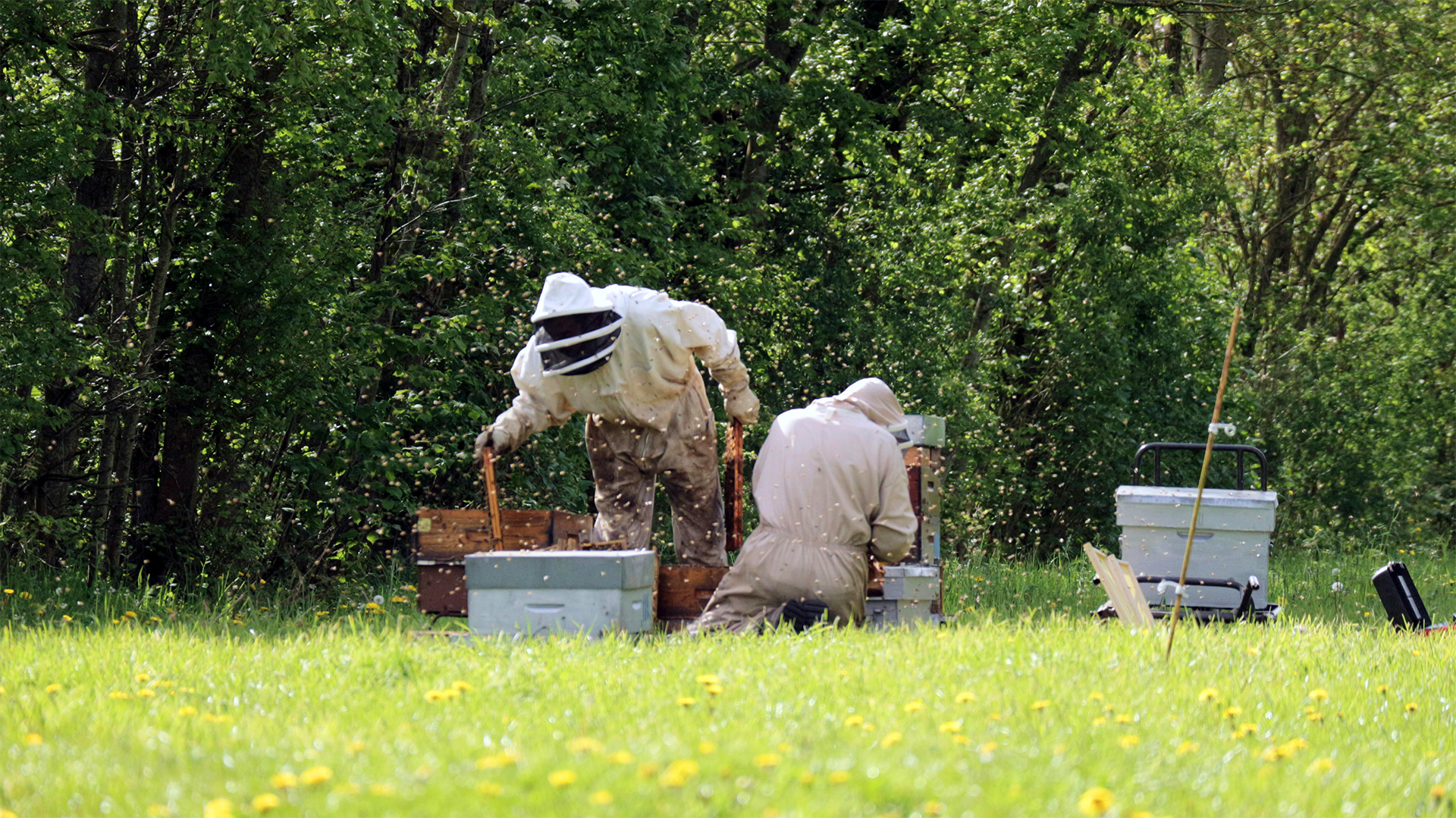 APIBUZZ Bee Store | Varroa Mite Treatment | Beekeeping Supplies Online