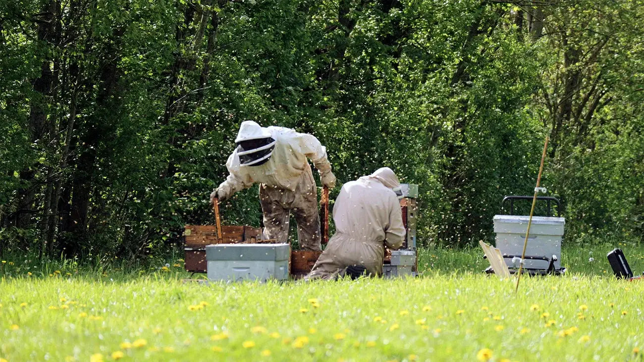 two beekeepers are working on apiary - apibuzz beekeeping online store