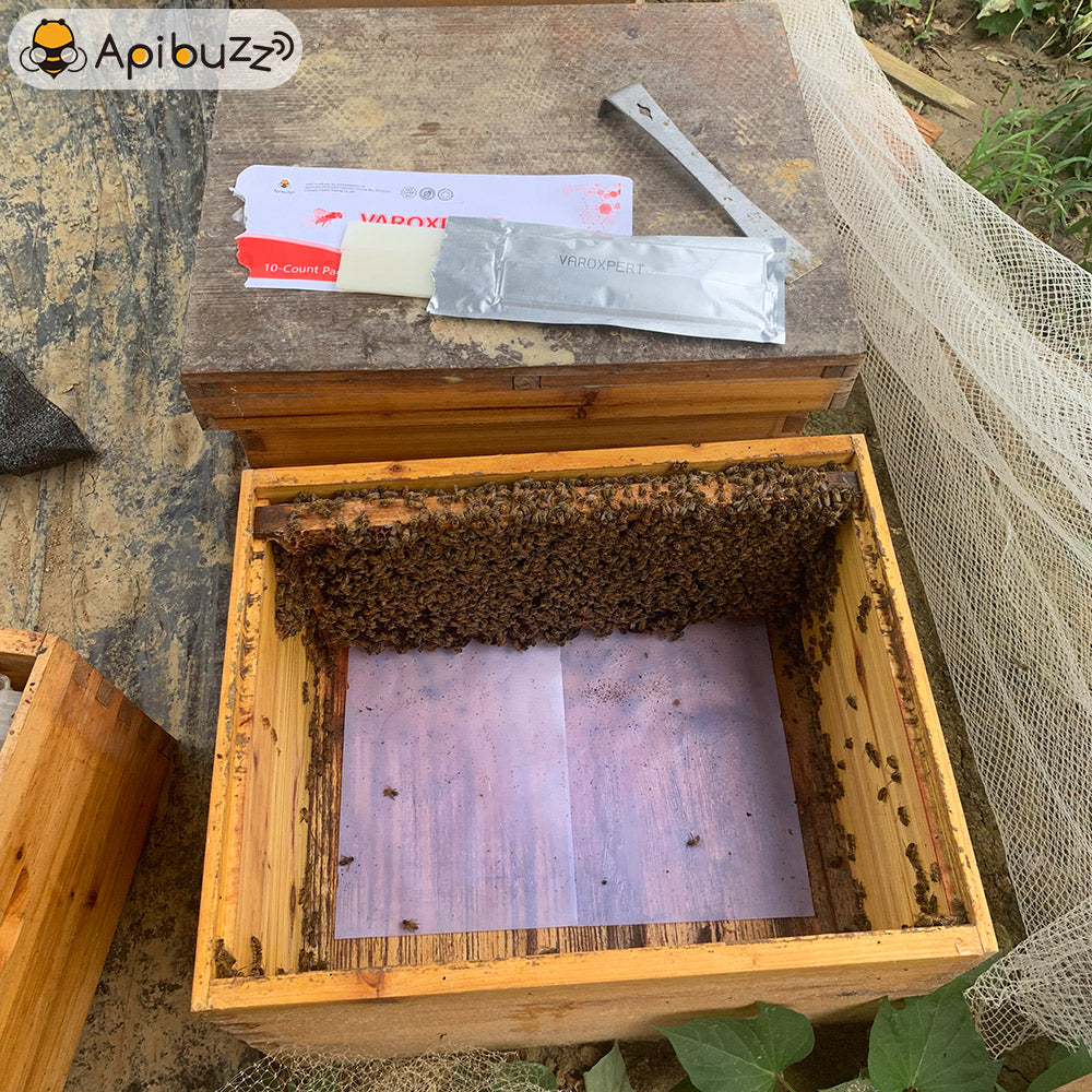 VAROXPERT slow-release amitraz bee mite strips are ready to use in a beehive for varroa mite management