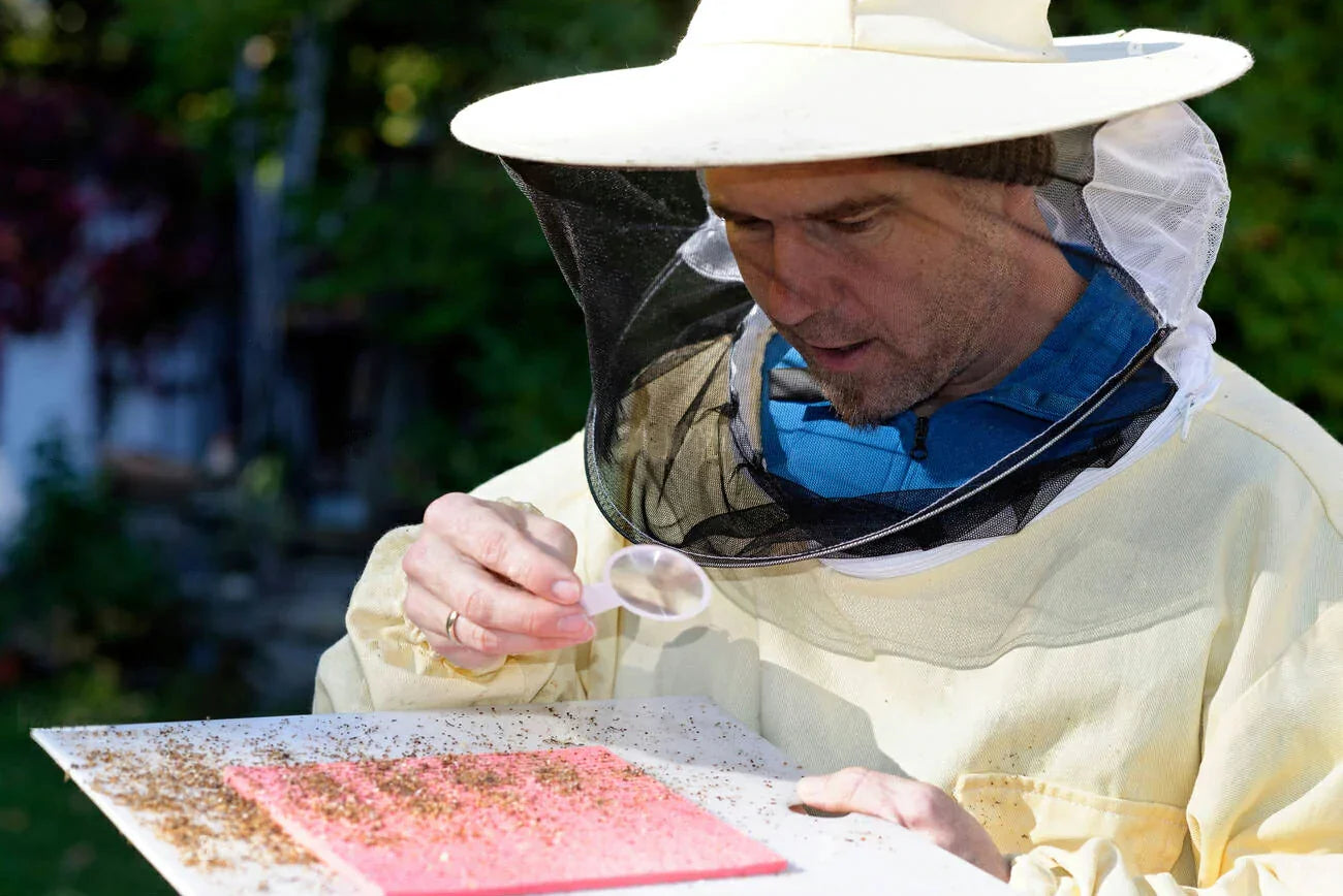 A beekeeper checking his bee colonies for the varroa mite infestation varroa - apibuzz honey bee supplies online shop