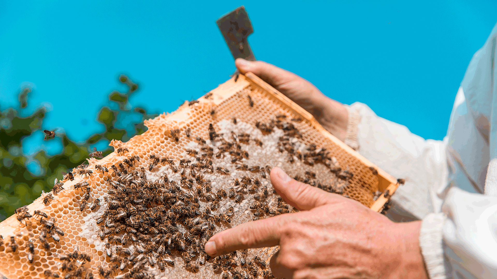 APIBUZZ Beekeeping Store - Varroa Mite Treatment